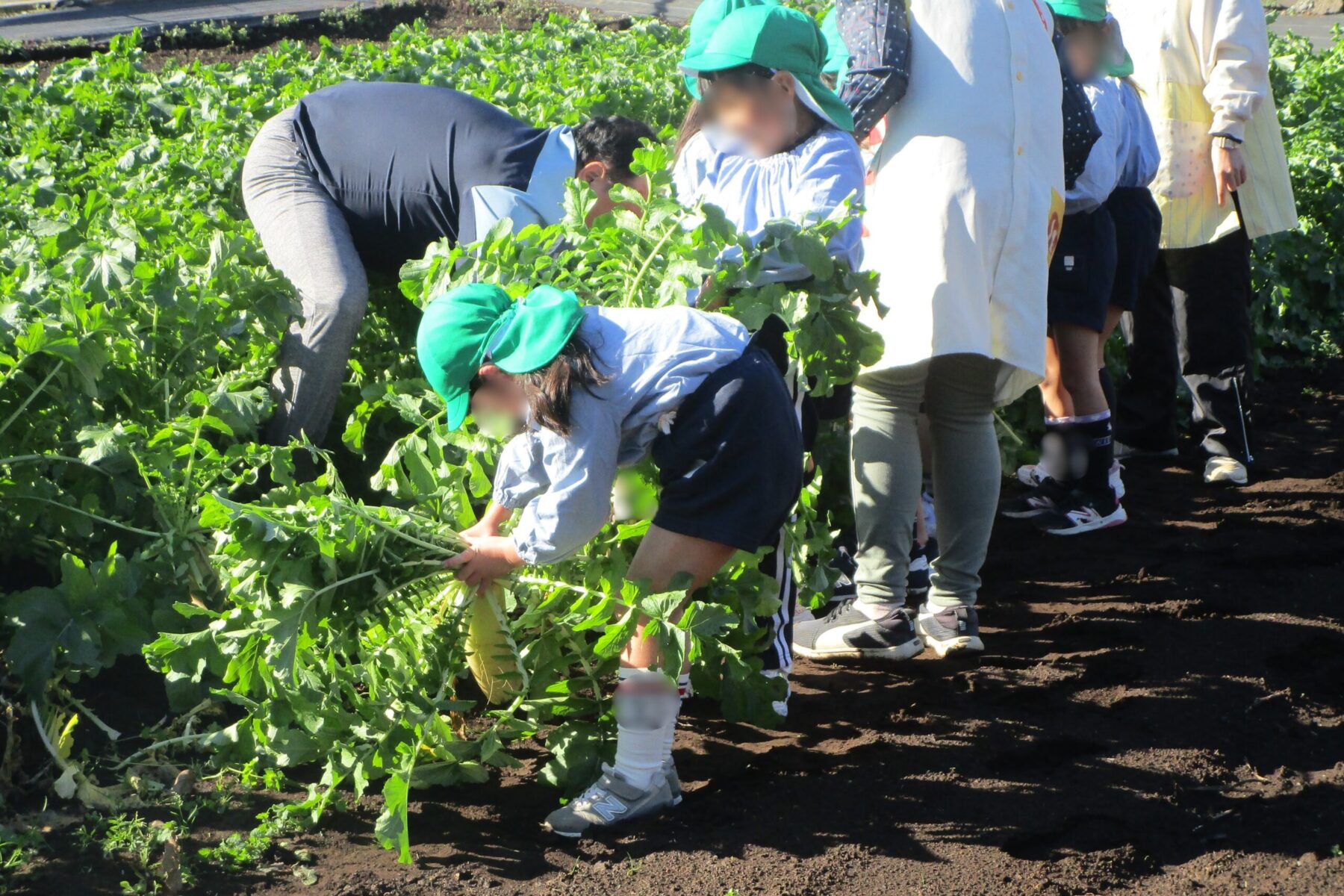 大根ほりサムネ